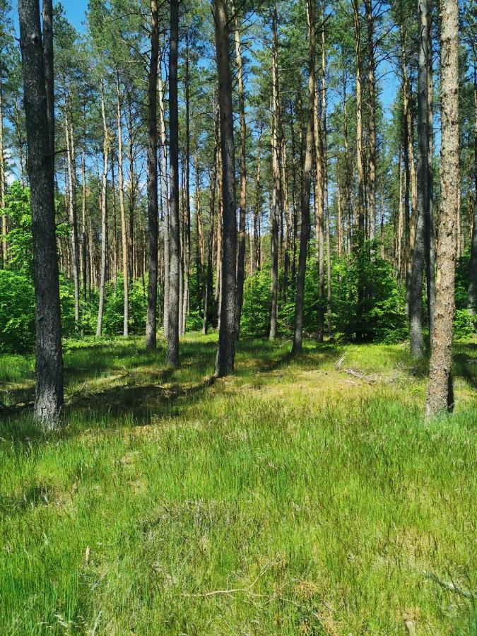 Kaszuby W Ostoja Bukowo - U Malgoski Domek 6 Z Widokiem Na Las I Internetem Villa Borowy Mlyn Esterno foto